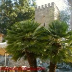 Mallorca RR 20120327 090